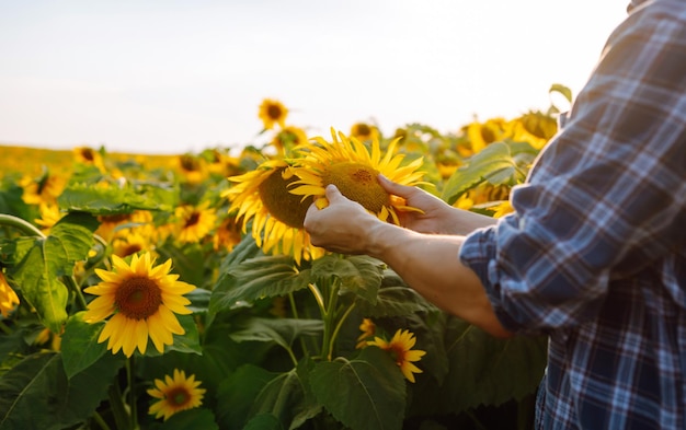 Farmer examining crop in the sunflower field Harvesting organic farming concept