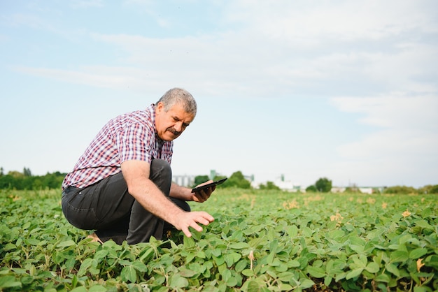 Farmer examining green soybean plant in a field