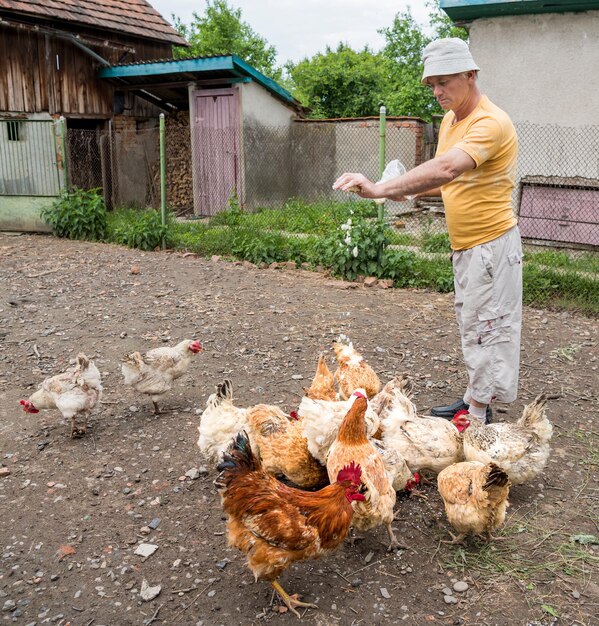 가금류 마당에서 닭에게 먹이를 주는 농부