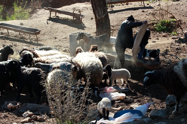 Farmer feeding sheep and goats outdoors