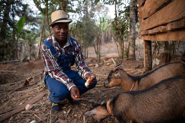 농부는 농장에서 아프리카 동물 사료에서 그의 무리에 염소에게 먹이를줍니다.