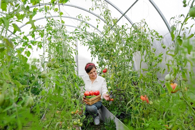 유기농 온실에서 일하는 여성 농부. 바이오 식물을 재배하는 여성, 농장에서 토마토