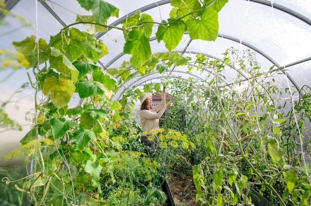 유기농 온실에서 일하는 여성 농부. 야채를 재배하는 여자