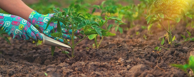 A farmer fertilizes tomatoes in the garden with saltpeter selective focus Nature