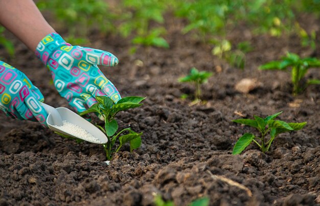 Photo a farmer fertilizes tomatoes in the garden with saltpeter selective focus nature