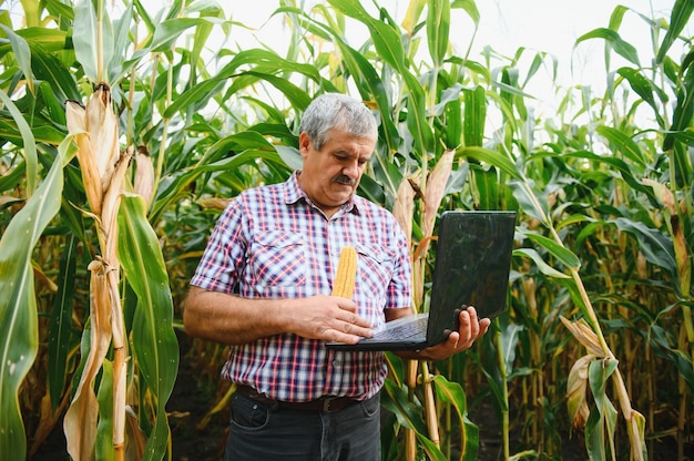Agricoltore sul campo che controlla le piante di mais durante una soleggiata giornata estiva, l'agricoltura e il concetto di produzione alimentare