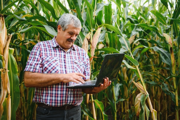 Farmer in the field checking corn plants during a sunny summer day, agriculture and food production concept