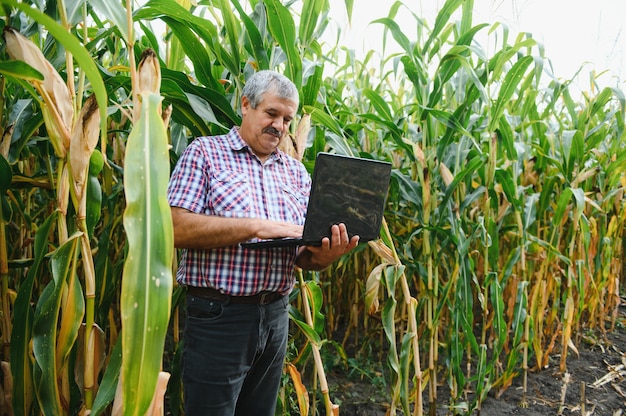 Фермер в поле проверяет растения кукурузы в солнечный летний день, концепция сельского хозяйства и производства продуктов питания