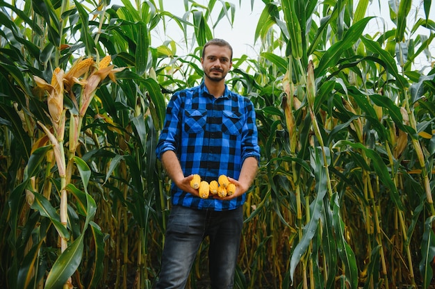 Farmer in the field checking corn plants during a sunny summer day, agriculture and food production concept