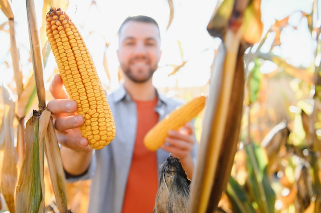 farmer in field checking on corncobs