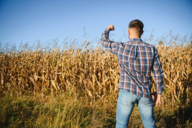 Фермер в поле проверяет кукурузные початки