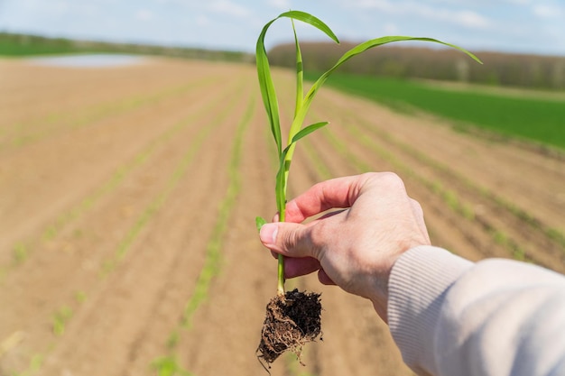 Farmer in a field holding green corn sprouts in his hands Farming concept Agriculture