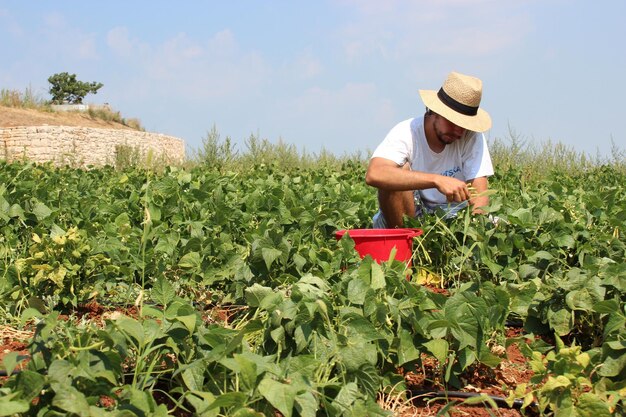 Photo a farmer in a field of soybeans