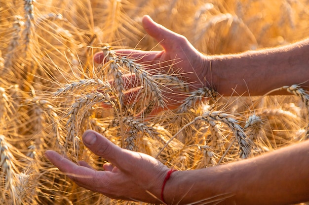 A farmer in a field of wheat checks Selective focus nature