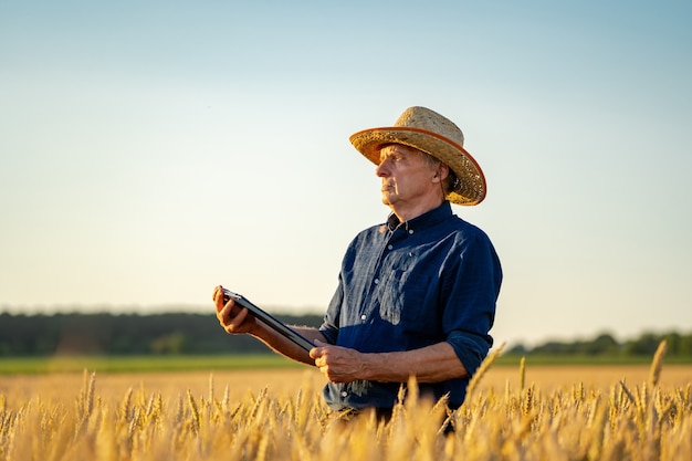 Farmer in field with dry harvest. Gold wheat field on blurred background.