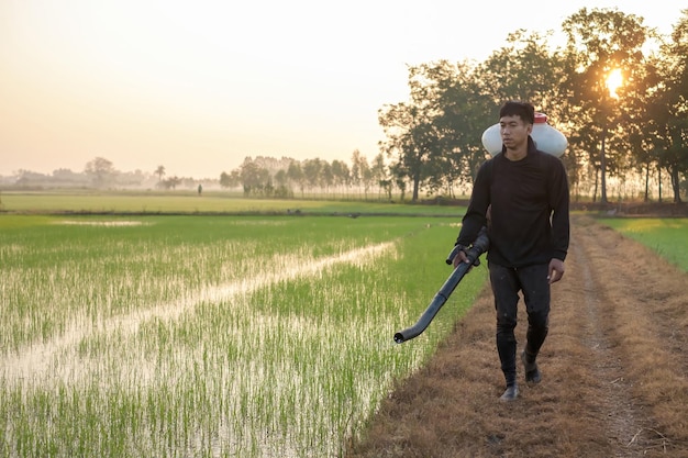 A farmer from Asia is using a Knapsack Mist Duster to plant chemical fertilizers on his green rice farm