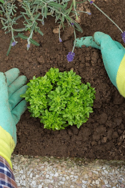 Farmer gardener hands in gloves planting herbs