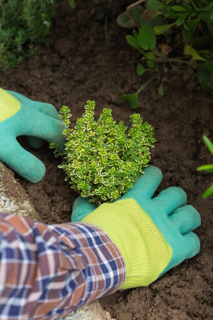 Farmer gardener hands in gloves planting herbs