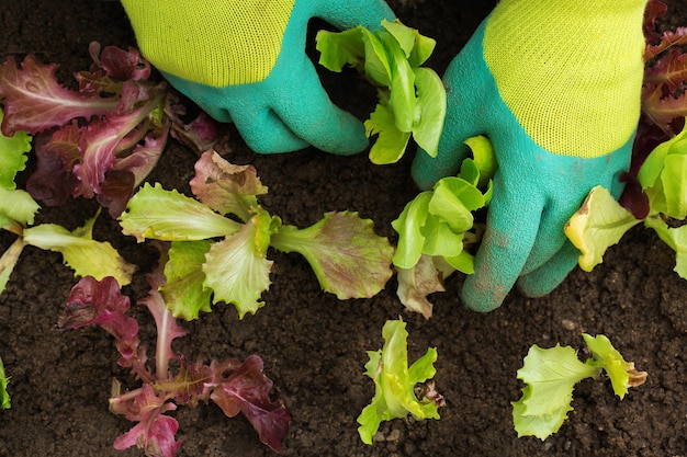 Фото Руки фермера-садовника в перчатках сажают органический салат