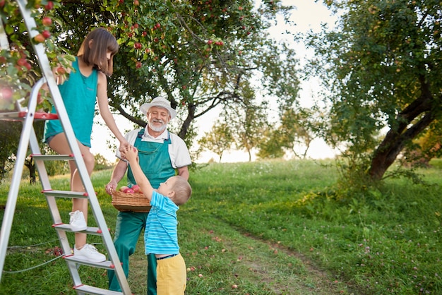 Farmer gathering apples in garden with grandchildren.