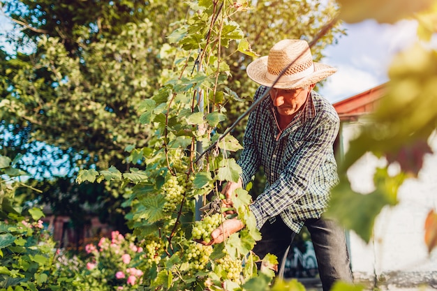 Farmer gathering crop of grapes on ecological farm. 