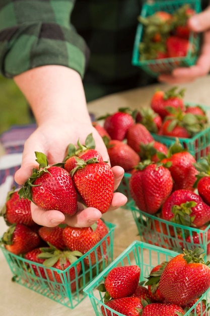 Farmer Gathering Fresh Red Strawberries in Baskets