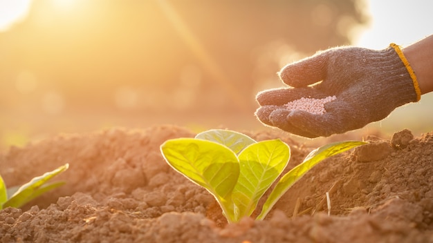 Farmer giving fertilizer to young tobacco plant