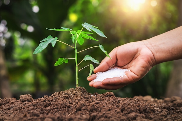 Utkarsh - Farmer giving fertilizer young tree in garden