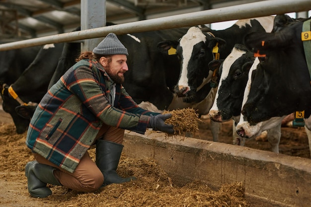 Farmer giving fresh hay to cows