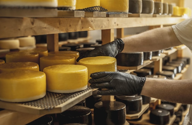 Farmer in gloves turns over cheese heads in the cheese maturation storage Production of cheeses and dairy products