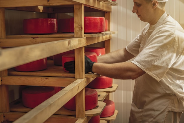 Farmer in gloves turns over cheese heads in the cheese maturation storage Production of cheeses and dairy products