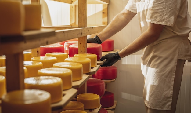 L'agricoltore in guanti gira le teste di formaggio nel magazzino di stagionatura del formaggio produzione di formaggi e latticini