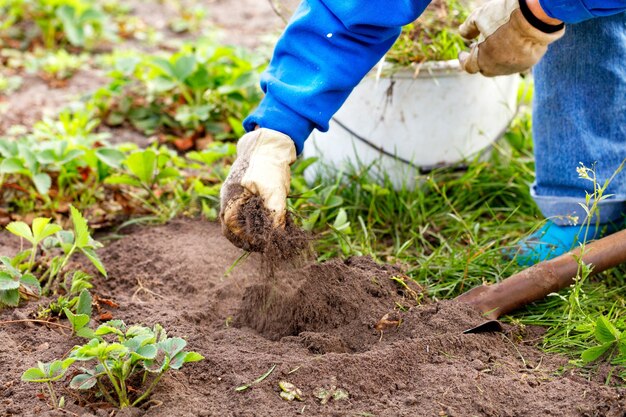 Farmer in gloves using a shovel plants strawberry bushes and removes weeds from the beds in spring