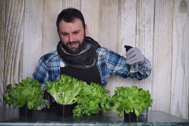 Farmer grows fresh lettuce leaves for preparation of tasty dishes