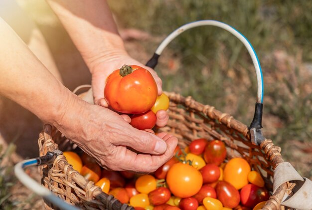 Farmer hand close up with tomato over wicker basket with red and orange ripe fresh organic vegetable...