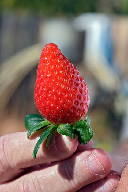 Farmer hand closeup, holding a ripe strawberry