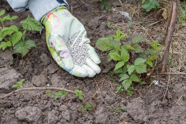 Farmer hand dressed in a glove giving chemical fertilizer to soil next to the raspberry bushes