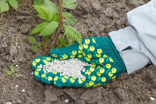 Farmer hand dressed in a green glove giving chemical fertilizer to soil next to the raspberry bushes in the garden. Spring garden care.