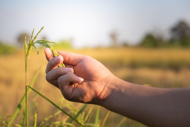 Photo farmer hand gently holding rice with sunlight in paddy field, agriculture