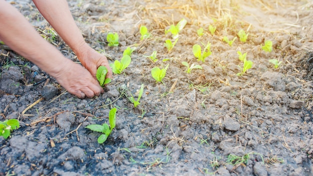 Farmer hand growing of vegetable