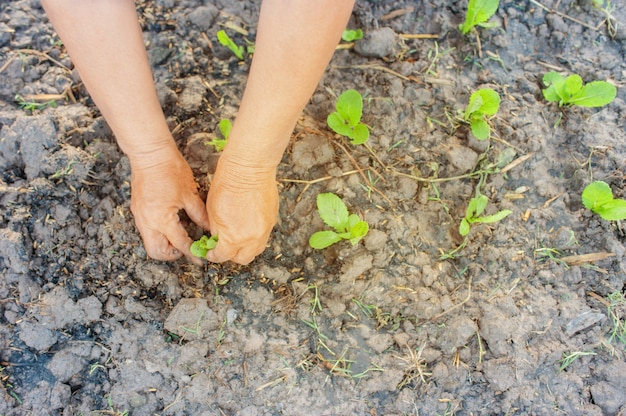 Farmer hand growing of vegetable