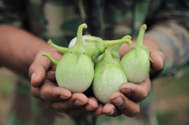 Farmer hand hold eggplants from local organic farm for selling in health care food local agriculture food for living life