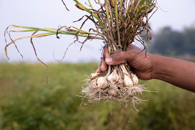 Photo farmer hand holding a bunch of fresh garlic harvesting season in the field