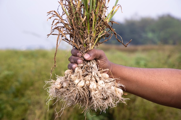 Фермер с рукой, держащей кучу свежего чеснока в сезоне сбора урожая в поле