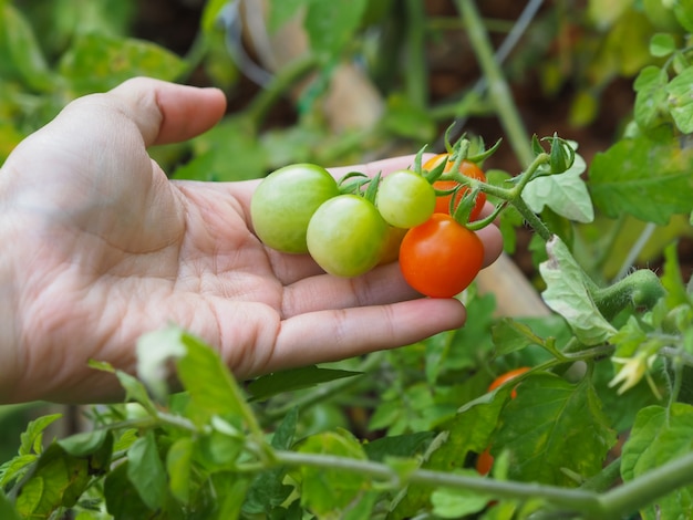 野菜の農場で新たに収穫されたトマトを持っている農家の手。