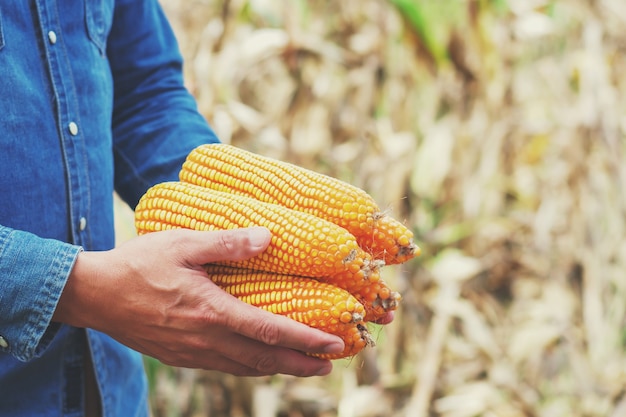 farmer hand holding ripe corn at farm