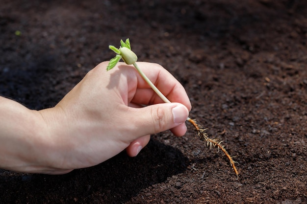 Farmer hand planting sprout tamarind tree in fertile soil