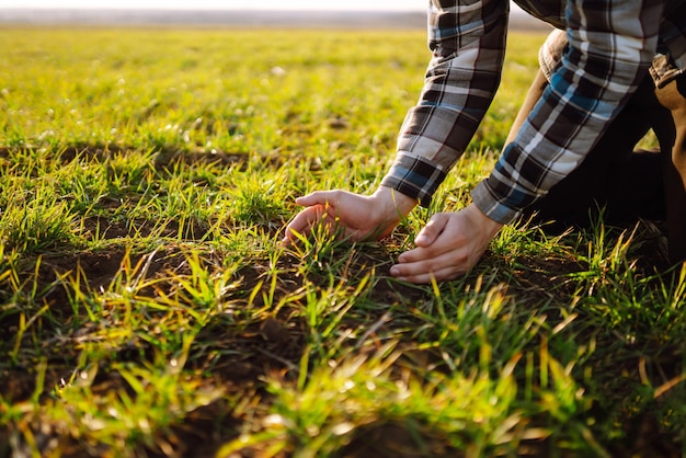 Farmer hand touches green leaves of young wheat in field Green Young wheat seedlings in hands