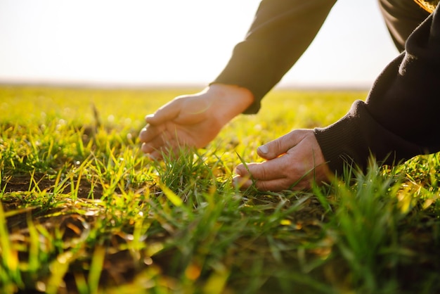 Farmer hand touches green leaves of young wheat in field Green Young wheat seedlings in hands