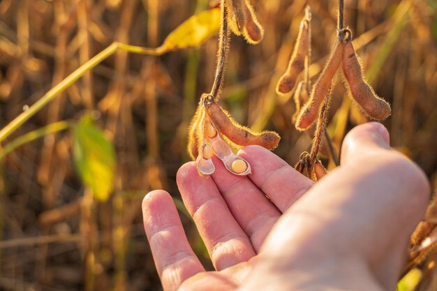 写真 畑で熟した大豆に手を触れる農夫 大豆の収